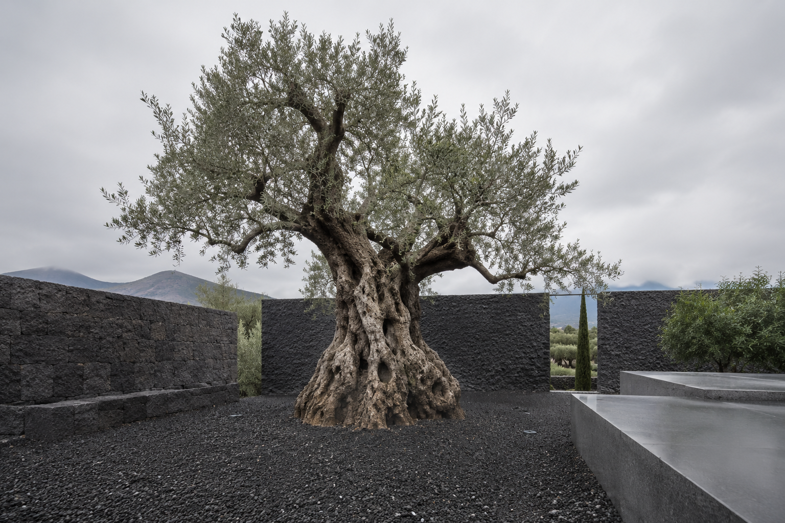 Olivo centenario en jardin contemporaneo